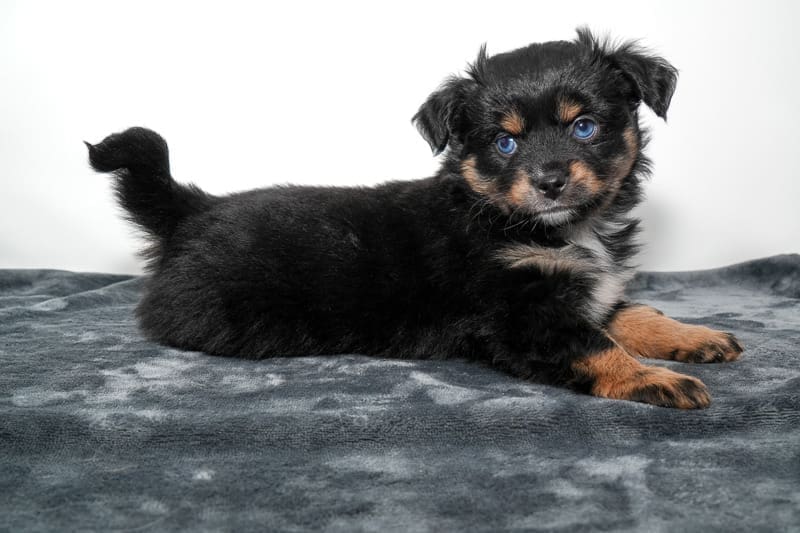 A black tricolor toy australian shepherd puppy with a full natural tail