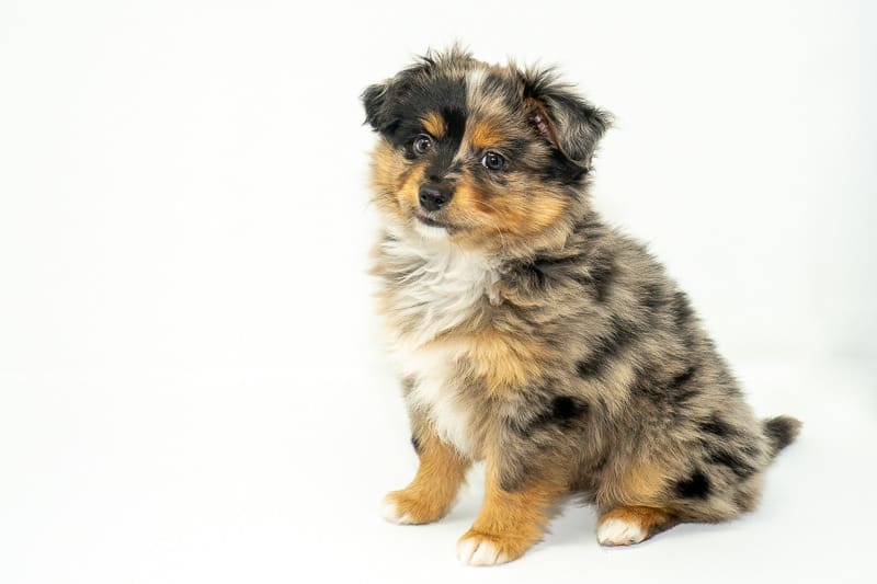 A blue merle toy aussie puppy with a split face and a full natural tail