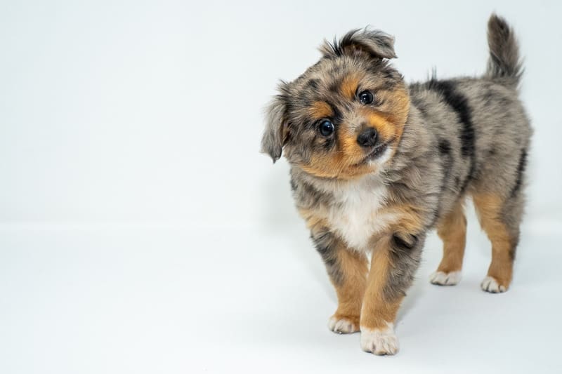 A blue merle toy australian shepherd puppy with a full tail and very little white