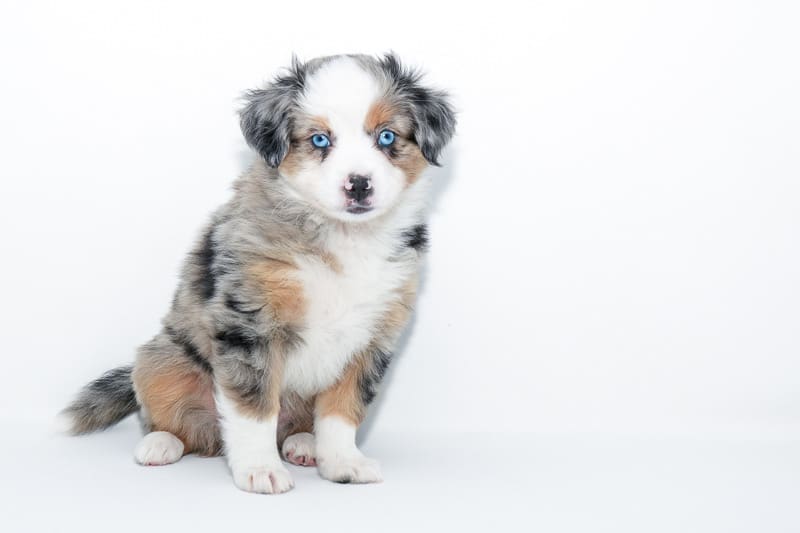 A blue merle toy australian shepherd puppy with blue eyes and a full natural tail