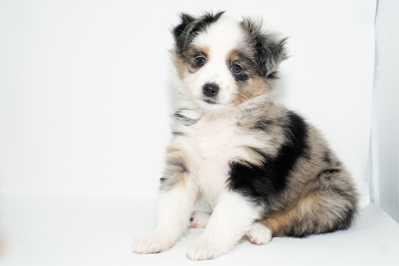A blue merle toy aussie puppy