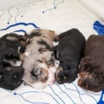 A litter of newborn toy aussies, consisting of two black tri toy aussie puppies, one blue merle toy aussie puppy, and one red tri toy aussie puppy