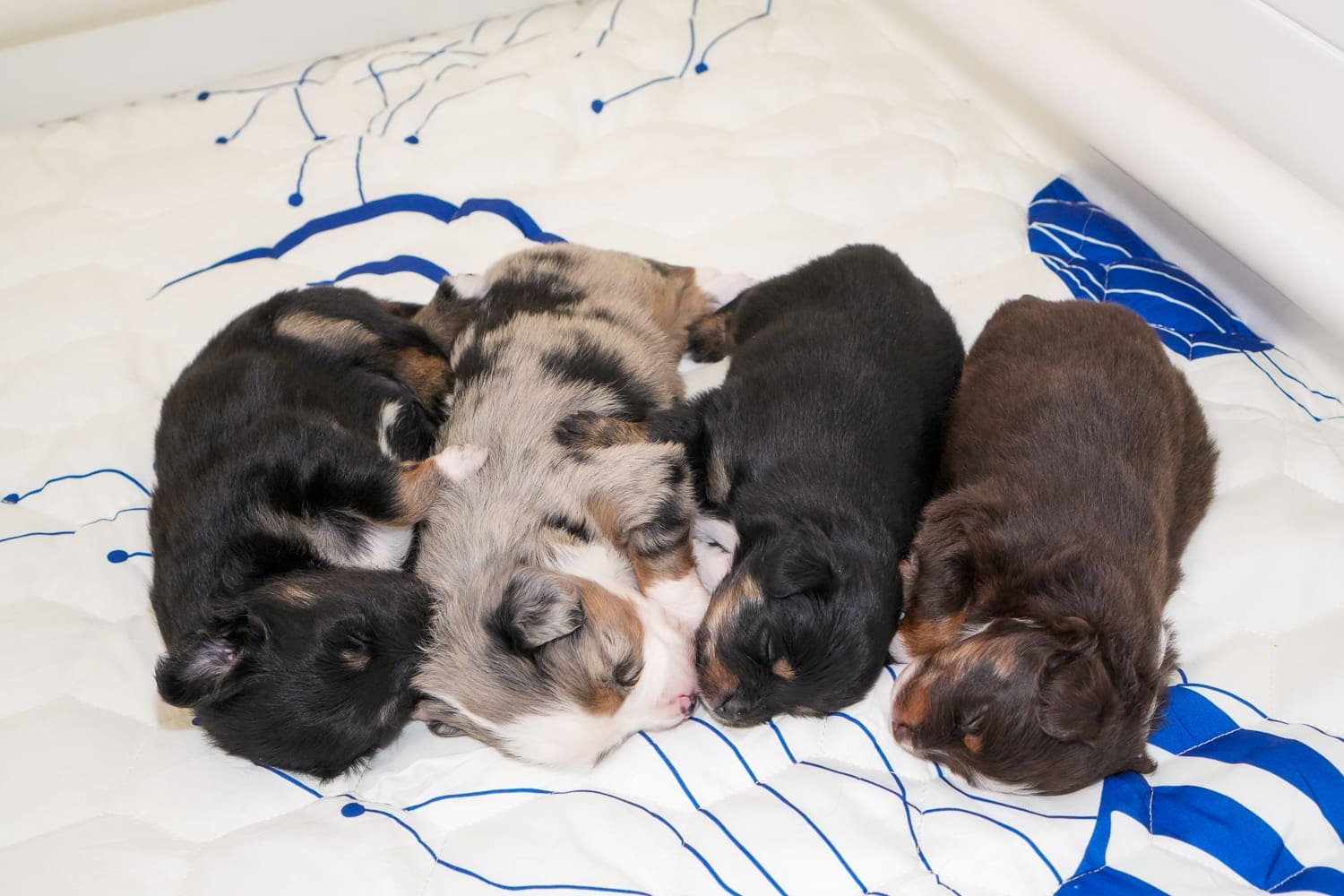 A litter of newborn toy aussies, consisting of two black tri toy aussie puppies, one blue merle toy aussie puppy, and one red tri toy aussie puppy