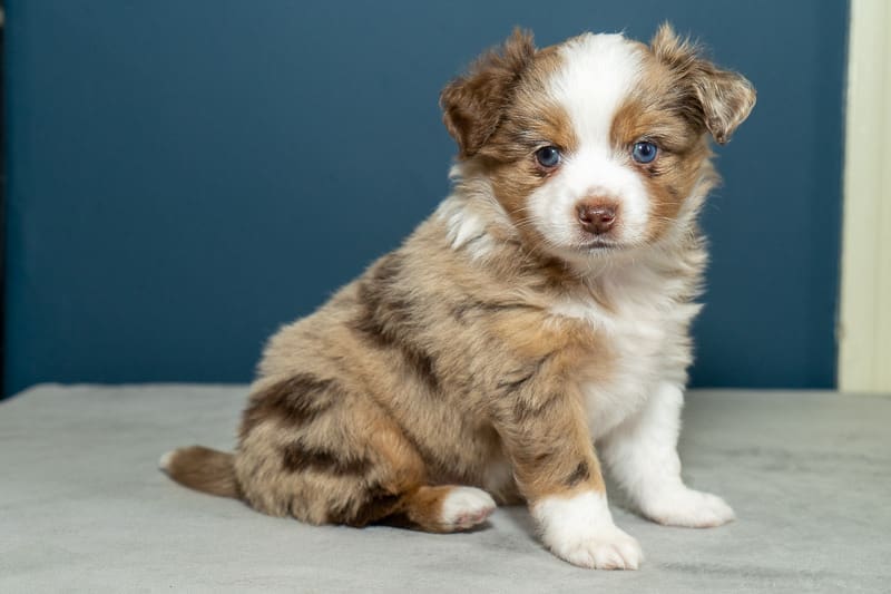 Red merle toy aussie puppy