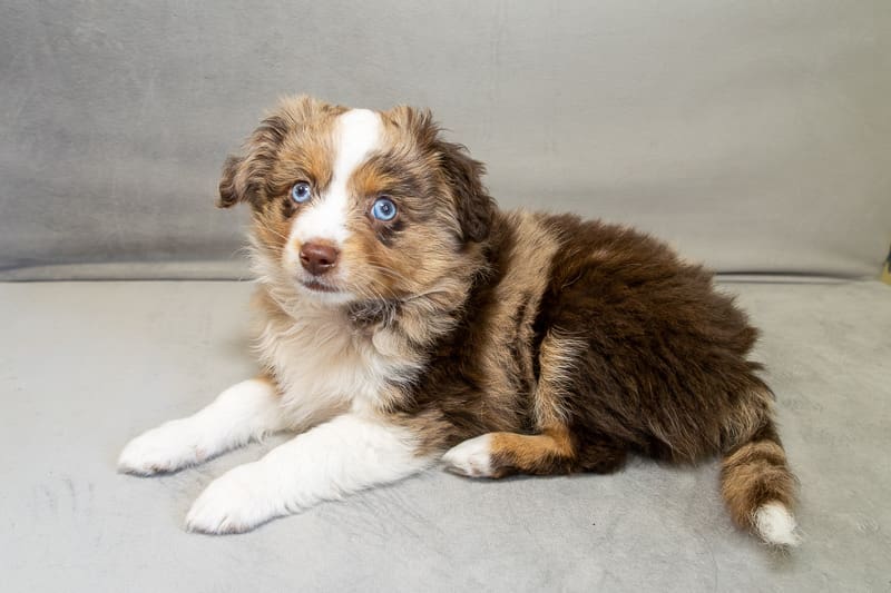 A red merle toy aussie puppy with blue eyes and a full natural tail