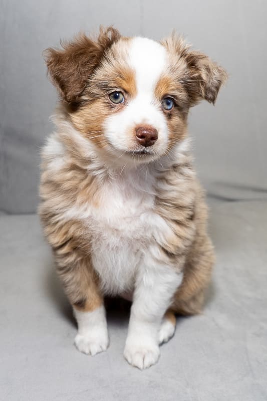 Red merle toy Australian Shepherd puppy with a white blaze