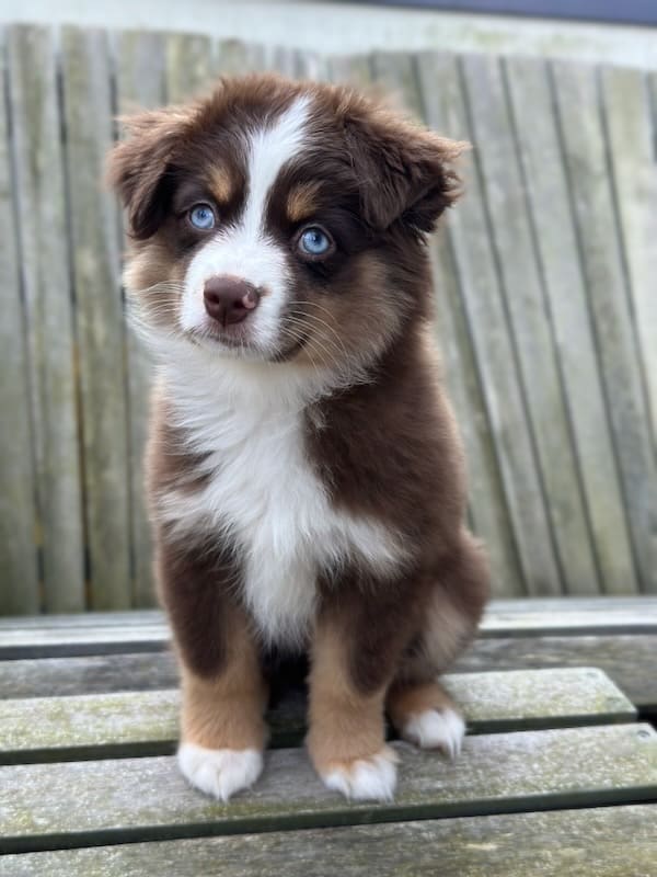 A blue eyed red tri toy aussie puppy