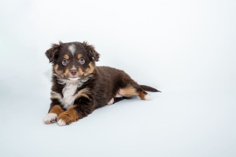 A red tri toy australian shepherd puppy with a full natural tail and amber eyes