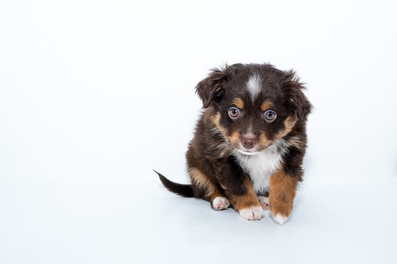 A red tricolor toy aussie puppy with a full natural tail