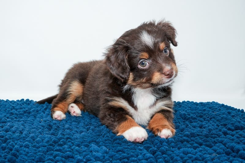 Red tri toy Australian shepherd puppy sitting on a mat