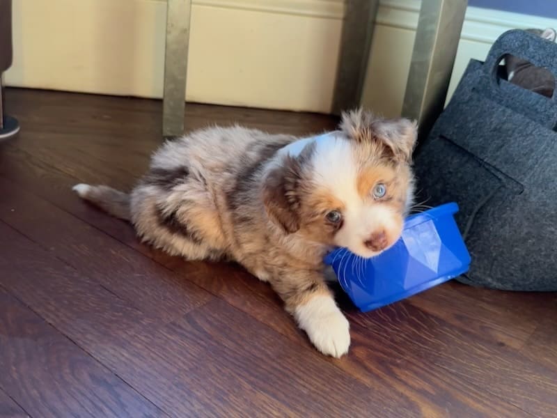 A red merle Toy Australian Shepherd puppy with blue eyes lies on a wooden floor, playfully chewing on a blue food bowl.