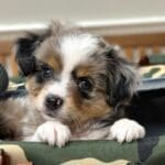 A fluffy blue merle Toy Aussie puppy peeks out of a camouflage pet carrier, resting his front paws on the edge and looking up with wide, curious eyes.