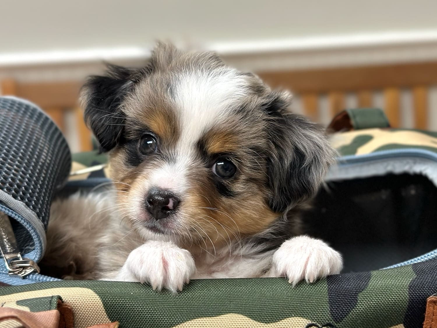 A fluffy blue merle Toy Aussie puppy peeks out of a camouflage pet carrier, resting his front paws on the edge and looking up with wide, curious eyes.