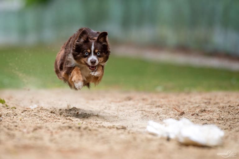 A red tri miniature American shepherd with blue eyes is running and leaping mid-air on a sandy path during a FastCat trial, focused intently ahead with her ears back and mouth open.