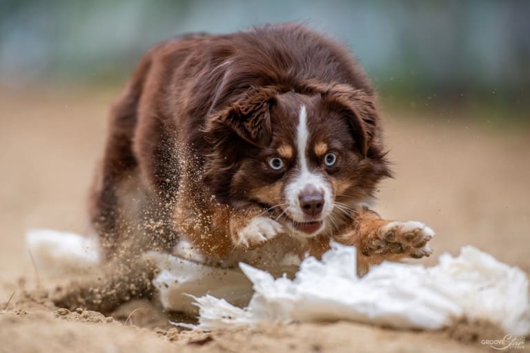 A red tri miniature American shepherd with blue eyes sprints toward the camera in a FastCat event, kicking up sand and tearing through white plastic on the ground, looking excited and focused.