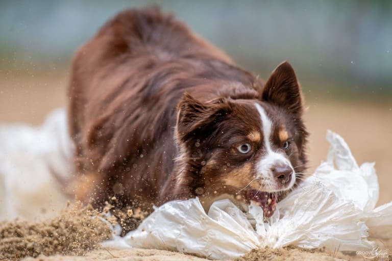 A red tri Mini American Shepherd with blue eyes playfully bites into a white plastic bag at a FastCat trial, kicking up sand as she dives down with an intense, focused expression.