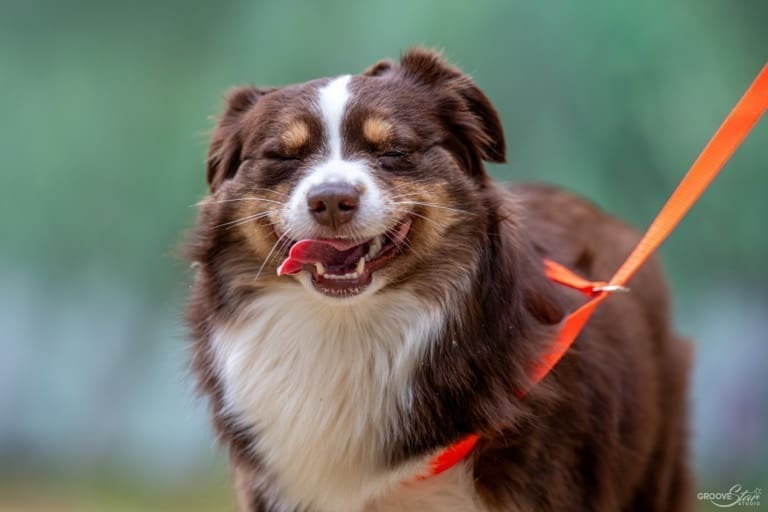 A fluffy red tri miniature American shepherd with brown and white fur stands outdoors on an orange leash, eyes closed and tongue out, appearing to smile happily.