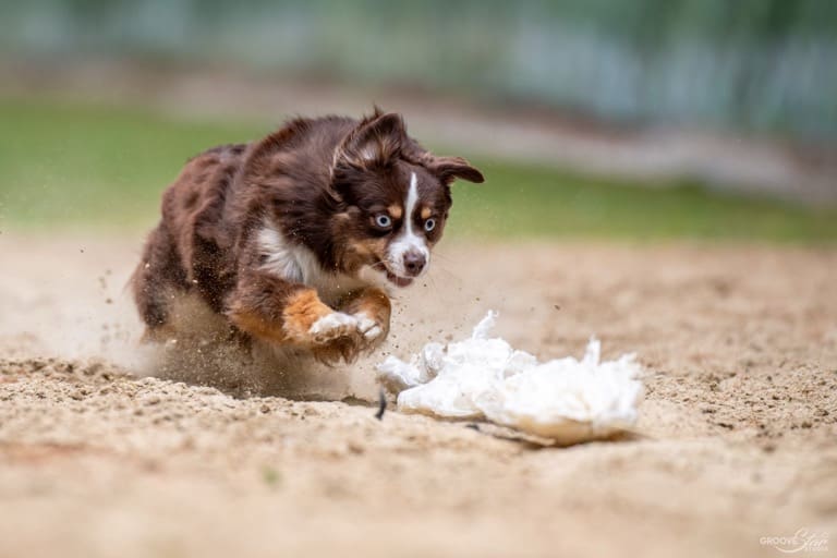 A red tri miniature American shepherd with blue eyes chases a torn white plastic bag on a sandy surface, kicking up dust as she runs intensely forward in a FastCat trial.