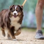 A happy red tri Miniature American Shepherd with blue eyes walks on a leash outdoors beside a person wearing shorts and sneakers.