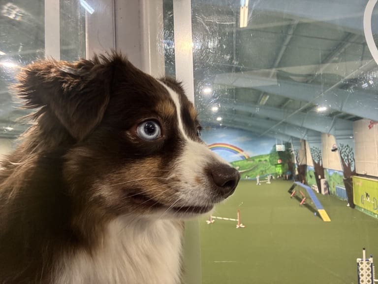 A red tri miniature American shepherd with blue eyes looks through a window at an indoor agility course, featuring jumps and a painted mural with a rainbow on the far wall.