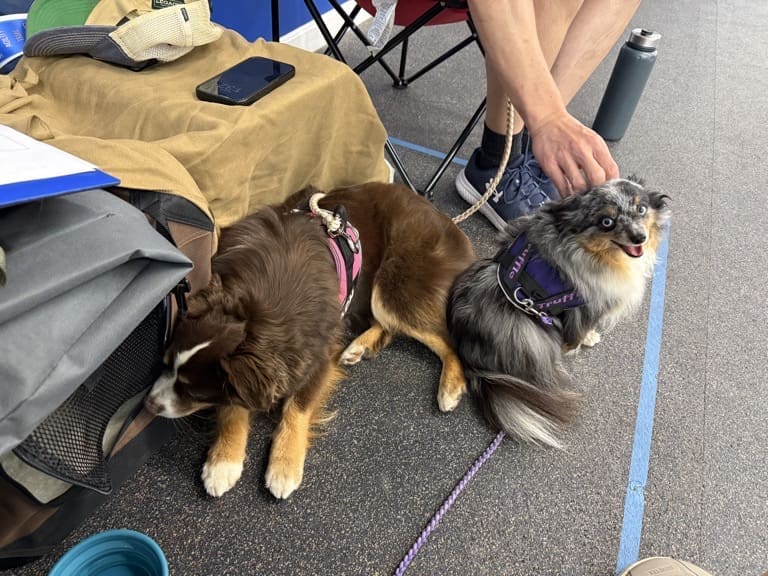 Two small dogs on leashes rest indoors on the floor. One red tri miniature aussie dog with a pink harness lies down, while a blue Merle toy aussie dog with a purple harness sits, looking up happily as a person pets her head.