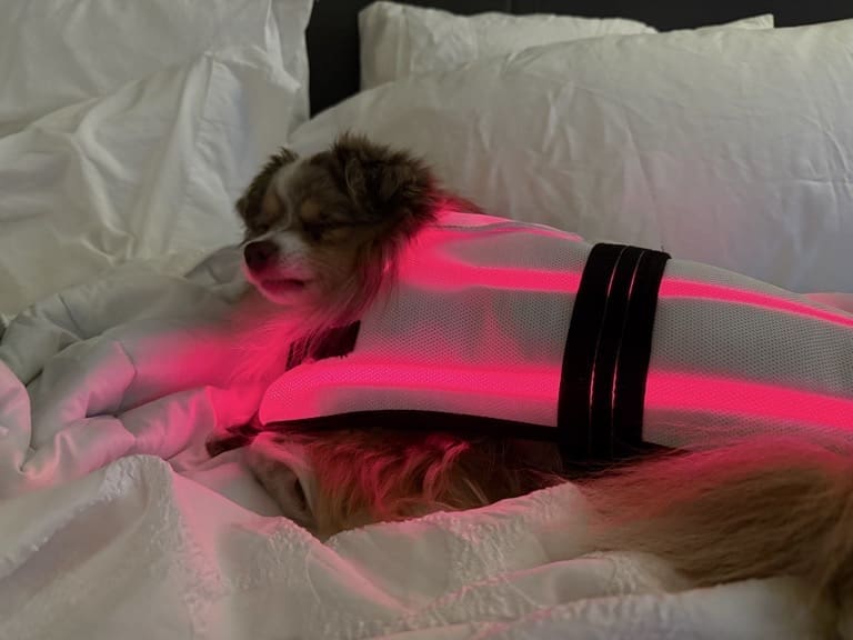 A red Merle toy Australian shepherd lies on a bed covered in white blankets, wearing a vest that glows with bright pink-red light for therapeutic recovery purposes. The dog appears content and relaxed.