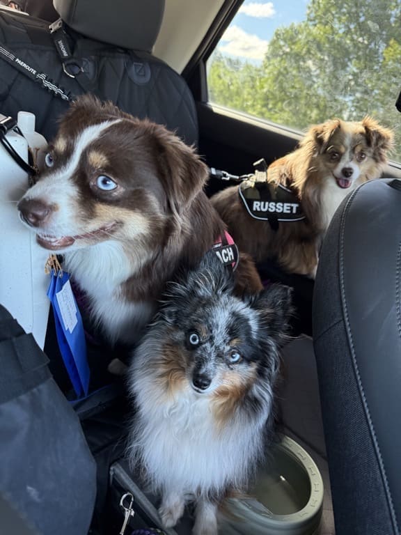 Three toy Australian shepherds sit in the backseat of a car. Two are brown and white, one with a RUSSET harness, and the third is smaller with a blue merle coat. Sunlight streams through the car window.
