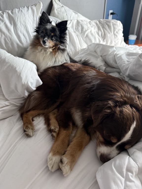 Two dogs lie on a bed with white sheets; one small, fluffy, blue merle dog sits alert while a larger red tri dog sleeps with her head resting on the comforter.