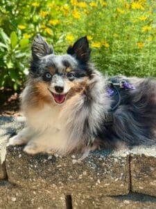 A fluffy, blue merle Shetland Sheepdog with blue eyes and a harness lies on a stone wall, surrounded by green plants and yellow flowers, looking at the camera.