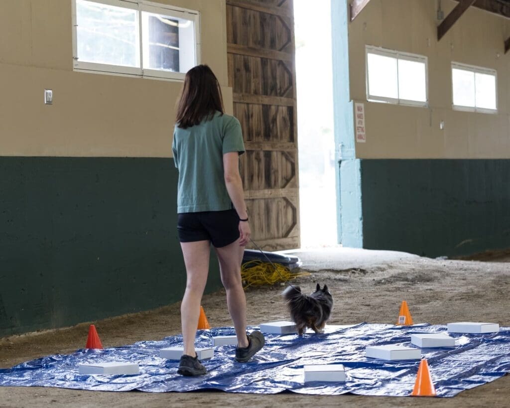 A person in shorts walks with a small dog on a blue tarp covered with white boxes and orange cones inside a barn with an open door.