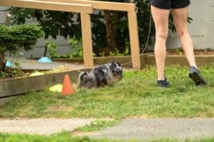 A small, fluffy blue merle Toy Australian Shepherd on a leash squats to pee on grass in a scentwork exteriors search.