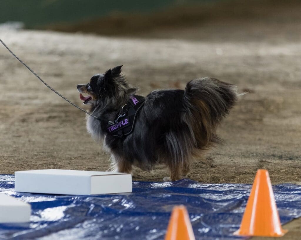 A small, fluffy black and gray dog wearing a TRUFFLE harness stands on a leash near orange cones and white boxes on a blue tarp indoors.