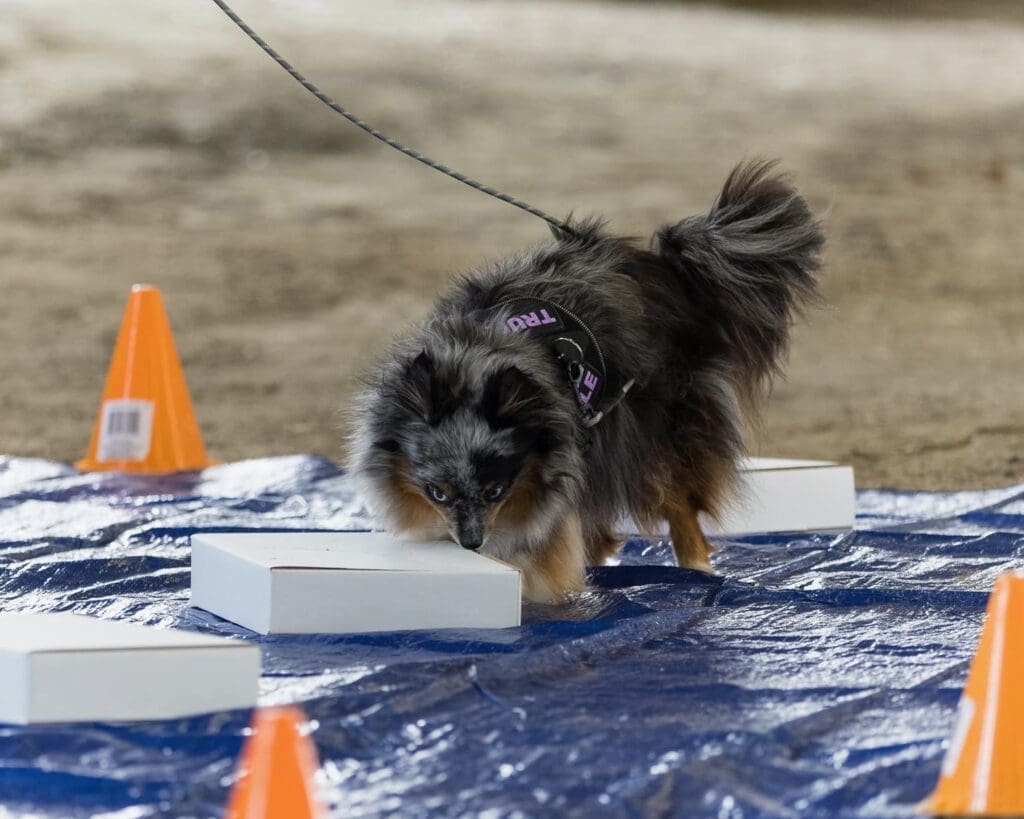 A fluffy dog on a leash, wearing a vest, sniffs a white box on a blue tarp surrounded by orange cones, possibly participating in a scent detection or training activity.
