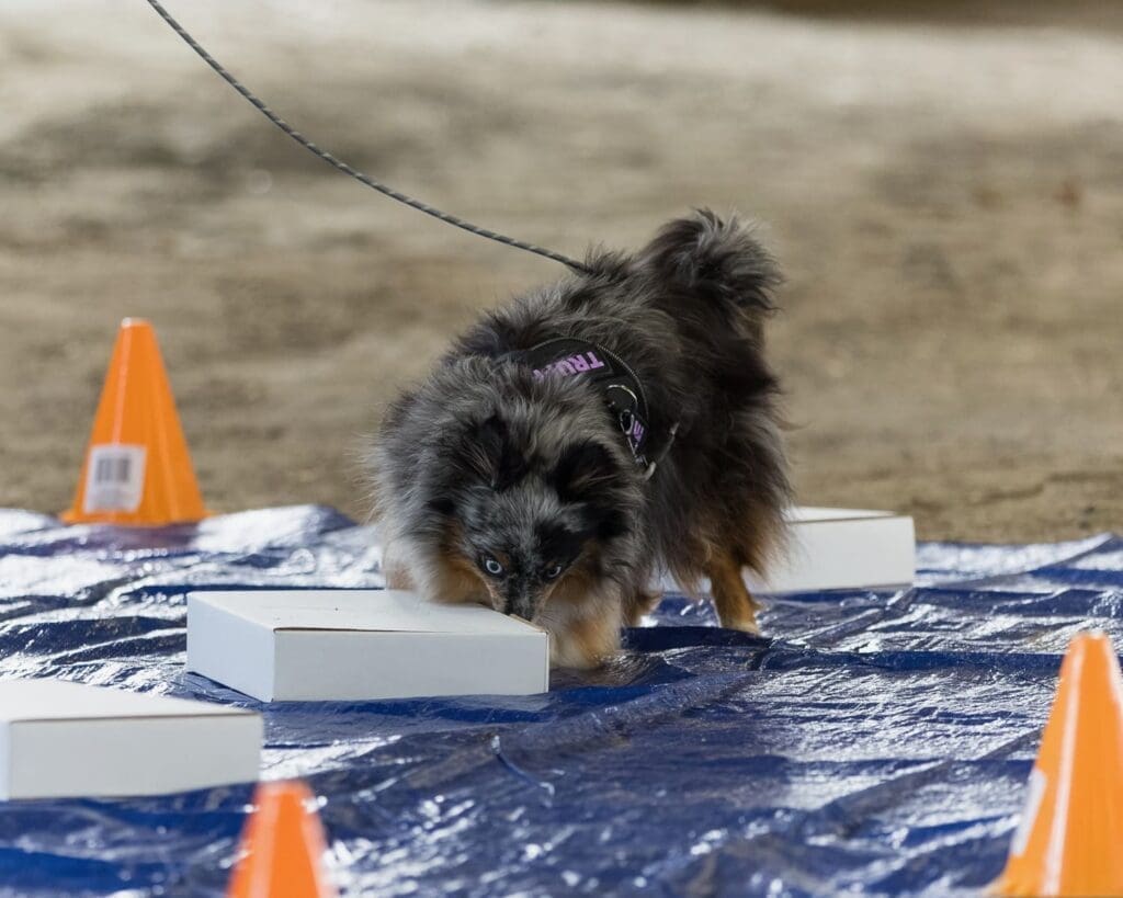 A small, fluffy dog on a leash sniffs a white box on a blue tarp, surrounded by orange traffic cones. The dog wears a harness and appears focused on the scent detection task.