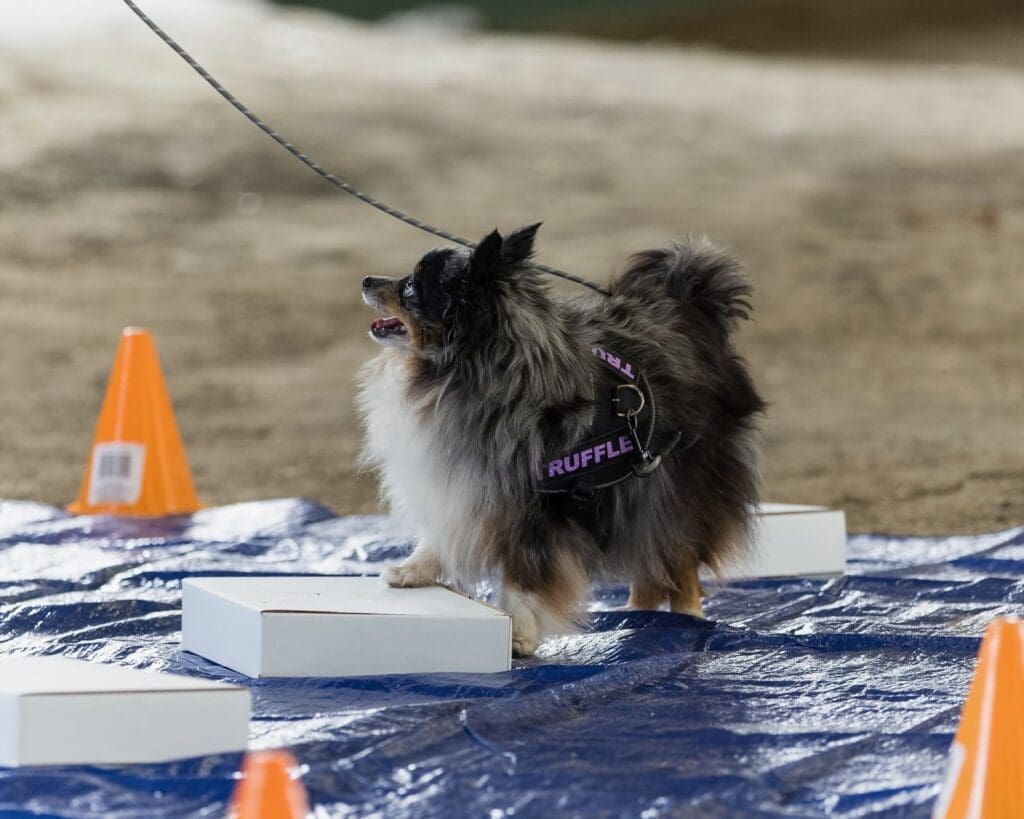 A fluffy black, gray, and white dog wearing a harness labeled RUFFLE stands on a white box atop a blue tarp, surrounded by orange cones, while on a leash.