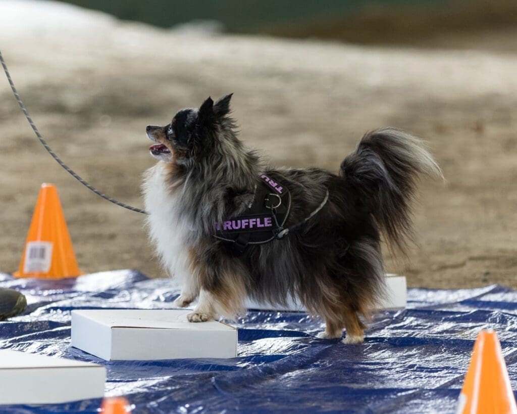 A fluffy dog wearing a harness labeled RUFFLE stands on a white platform on a blue tarp. The dog is leashed, with orange cones nearby, and looks up attentively.